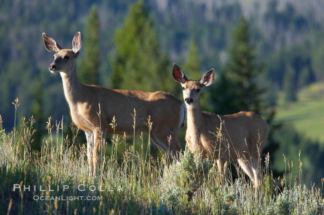 Black-tail deer (mule deer). Lamar Valley, Yellowstone National Park, Wyoming, USA, Odocoileus hemionus, natural history stock photograph, photo id 13102