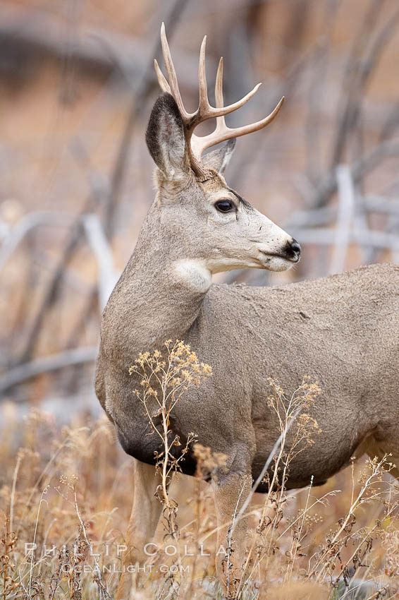 Mule deer in tall grass, fall, autumn. Yellowstone National Park, Wyoming, USA, Odocoileus hemionus, natural history stock photograph, photo id 19582