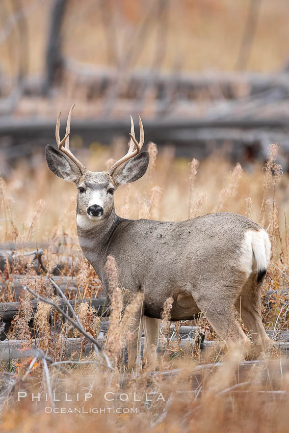 Mule deer in tall grass, fall, autumn. Yellowstone National Park, Wyoming, USA, Odocoileus hemionus, natural history stock photograph, photo id 19588