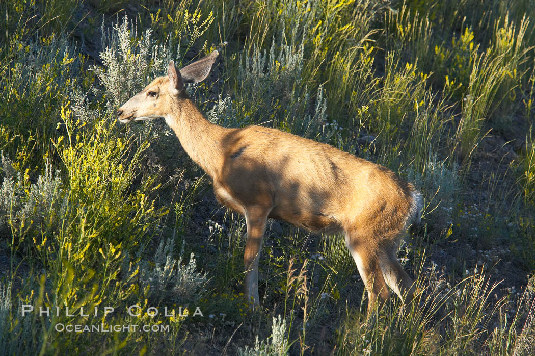 Black-tail deer (mule deer). Lamar Valley, Yellowstone National Park, Wyoming, USA, Odocoileus hemionus, natural history stock photograph, photo id 13099