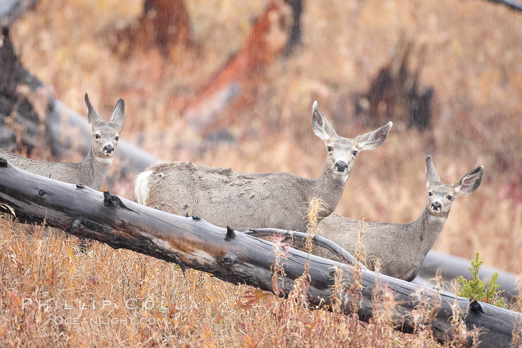 Mule deer in tall grass, fall, autumn. Yellowstone National Park, Wyoming, USA, Odocoileus hemionus, natural history stock photograph, photo id 19579