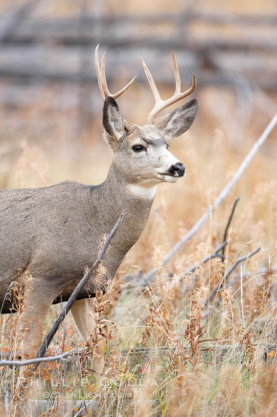 Mule deer in tall grass, fall, autumn. Yellowstone National Park, Wyoming, USA, Odocoileus hemionus, natural history stock photograph, photo id 19585