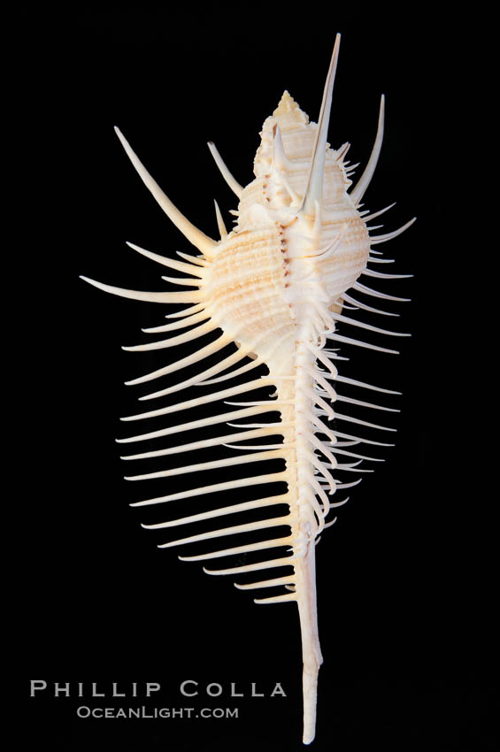 Venus comb murex.  Scientists speculate that the distinctively long and narrow spines are a protection against fish and other mollusks and prevent the mollusk from sinking into the soft, sandy mud where it is commonly found., Murex pecten, natural history stock photograph, photo id 12971