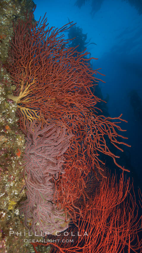 Brown gorgonians on rocky reef, below kelp forest, underwater.  Gorgonians are filter-feeding temperate colonial species that live on the rocky bottom at depths between 50 to 200 feet deep.  Each individual polyp is a distinct animal, together they secrete calcium that forms the structure of the colony. Gorgonians are oriented at right angles to prevailing water currents to capture plankton drifting by. San Clemente Island, California, USA, Muricea fruticosa, natural history stock photograph, photo id 23550