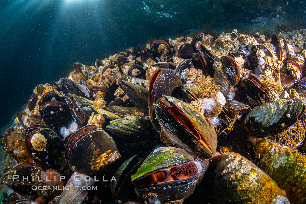 Mussels gather on a rocky reef, filtering nutrients from passing ocean currents. Browning Pass, Vancouver Island. British Columbia, Canada, natural history stock photograph, photo id 35310