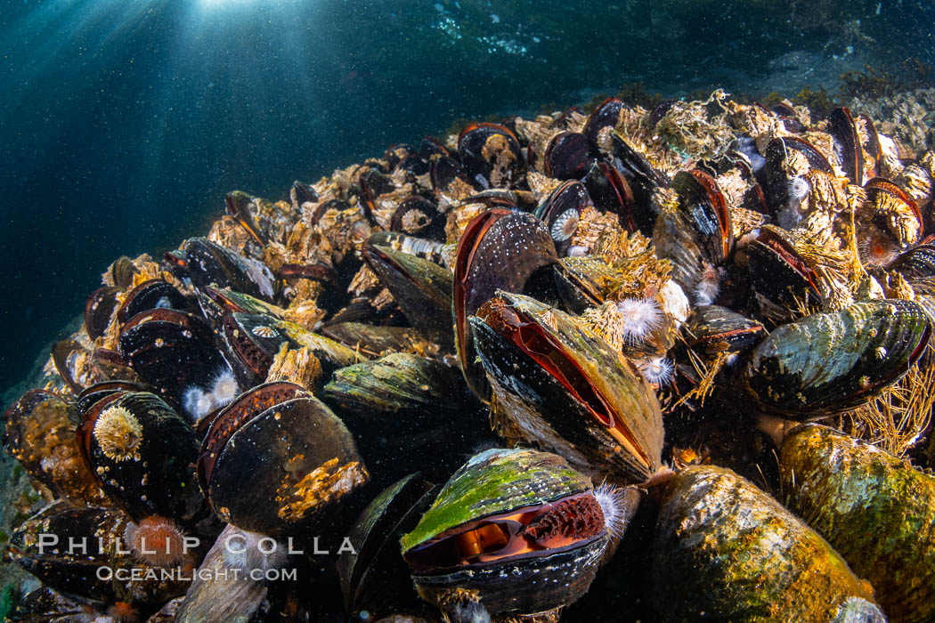 Mussels gather on a rocky reef, filtering nutrients from passing ocean currents. Browning Pass, Vancouver Island