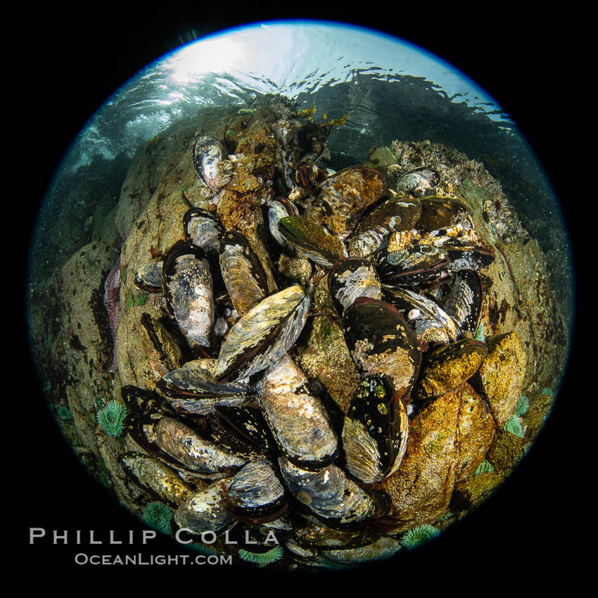 Mussels gather on a rocky reef, filtering nutrients from passing ocean currents. Browning Pass, Vancouver Island. British Columbia, Canada, natural history stock photograph, photo id 35428