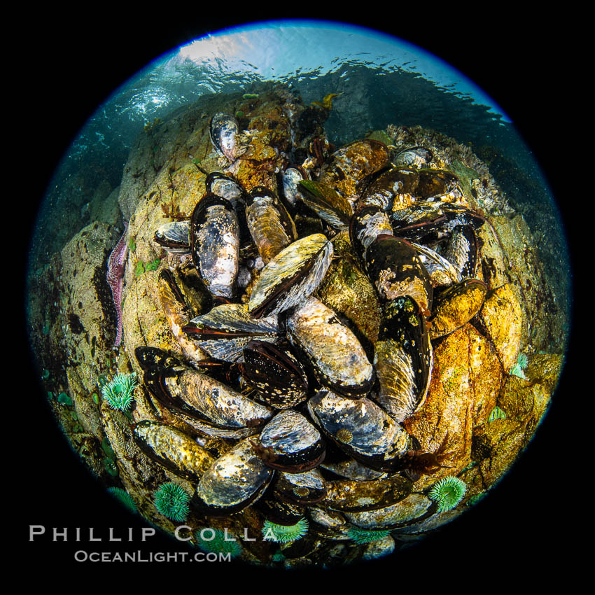 Mussels gather on a rocky reef, filtering nutrients from passing ocean currents. Browning Pass, Vancouver Island. British Columbia, Canada, natural history stock photograph, photo id 35297
