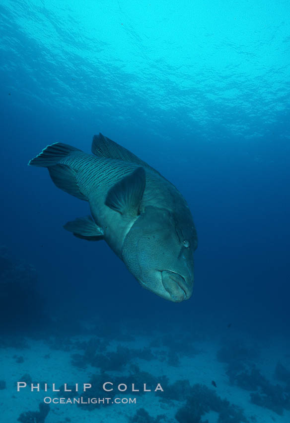 Napolean wrasse. Egyptian Red Sea, Cheilinus undulatus, natural history stock photograph, photo id 05245