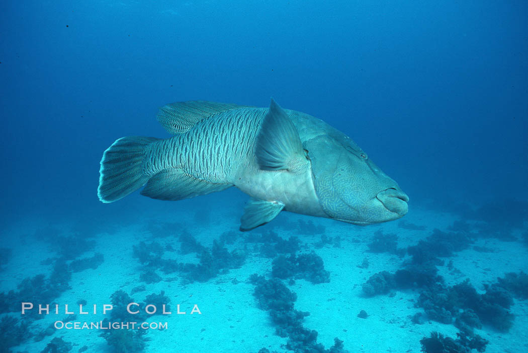 Napolean wrasse. Egyptian Red Sea, Cheilinus undulatus, natural history stock photograph, photo id 05262