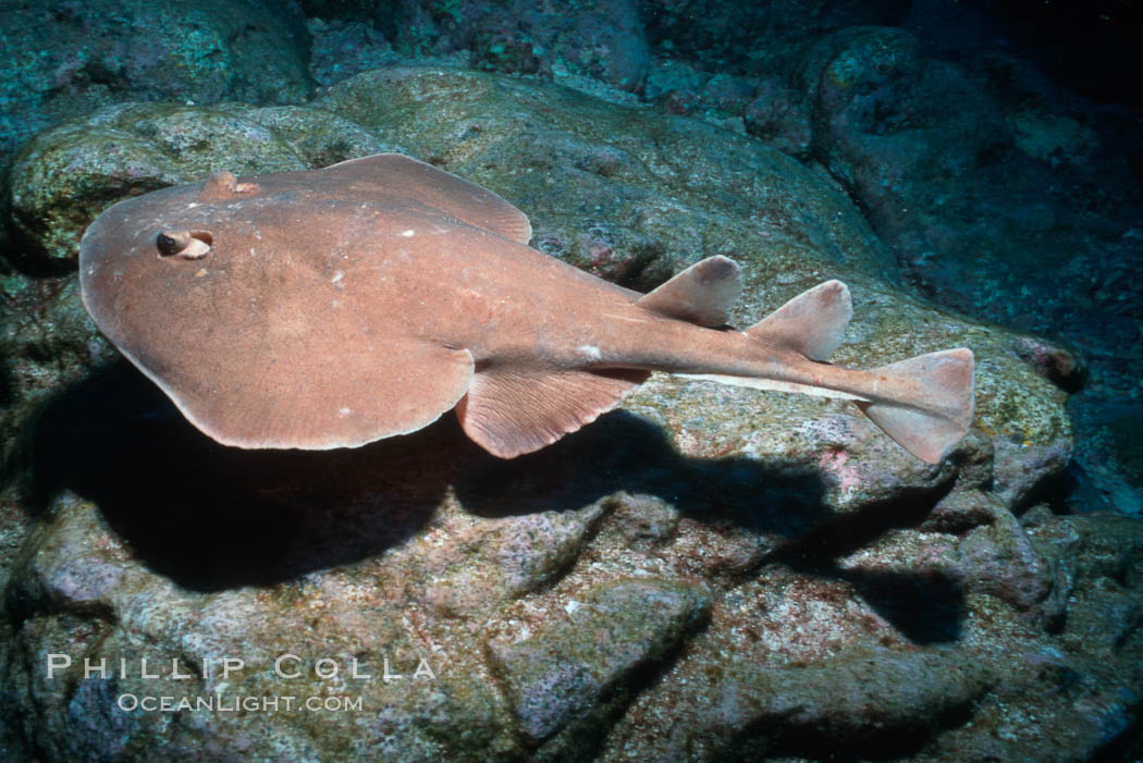 Lesser electric ray. Socorro Island (Islas Revillagigedos), Baja California, Mexico, Narcine entemedor, natural history stock photograph, photo id 03286