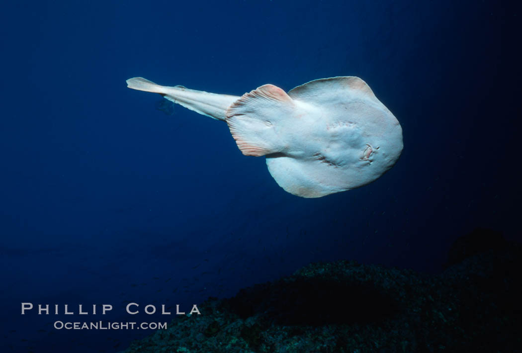 Lesser electric ray. Socorro Island (Islas Revillagigedos), Baja California, Mexico, Narcine entemedor, natural history stock photograph, photo id 04994