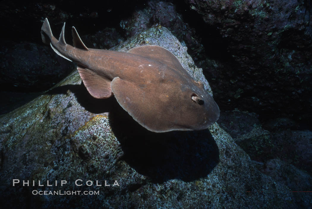 Lesser electric ray. Socorro Island (Islas Revillagigedos), Baja California, Mexico, Narcine entemedor, natural history stock photograph, photo id 03292