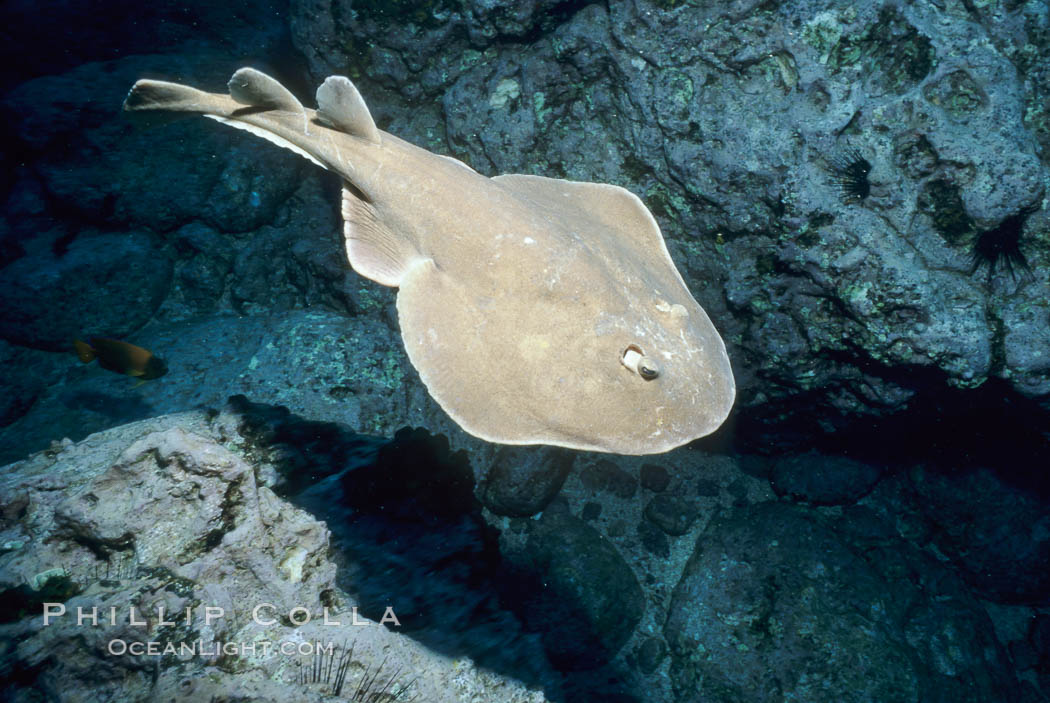 Lesser electric ray. Socorro Island (Islas Revillagigedos), Baja California, Mexico, Narcine entemedor, natural history stock photograph, photo id 03289