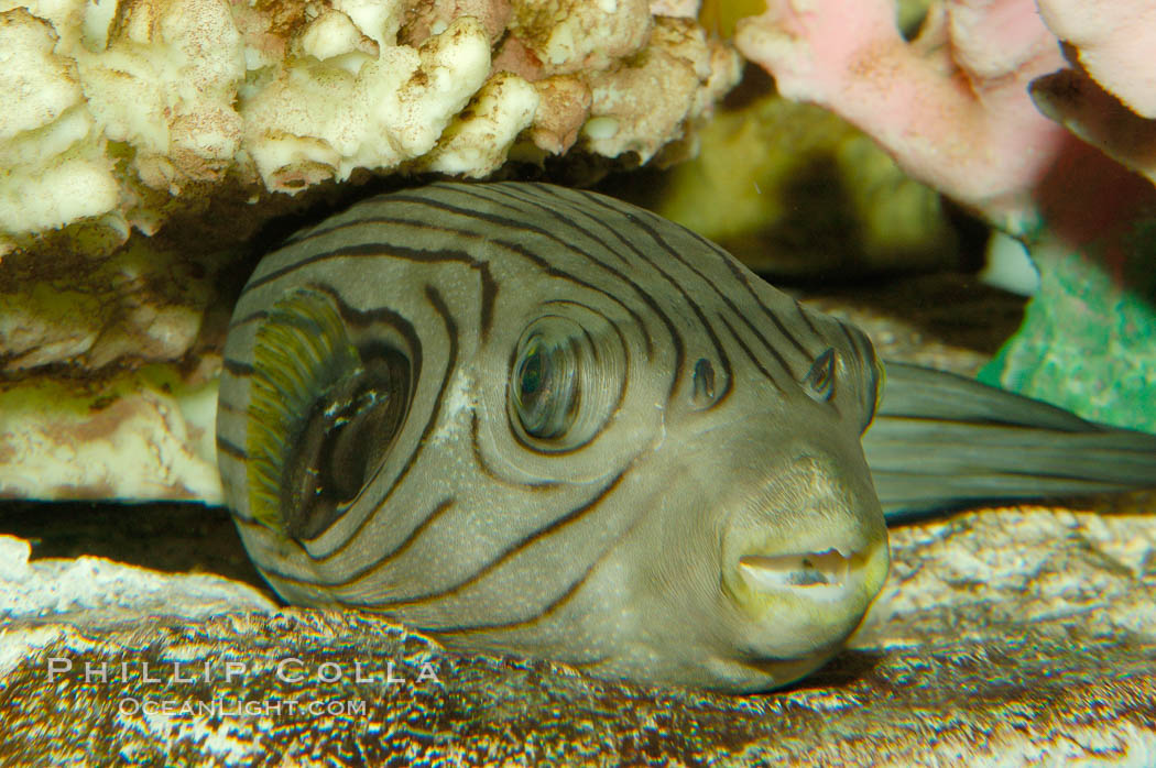 A striped puffer rests under a coral ledge., Arothron manilensis, natural history stock photograph, photo id 09458