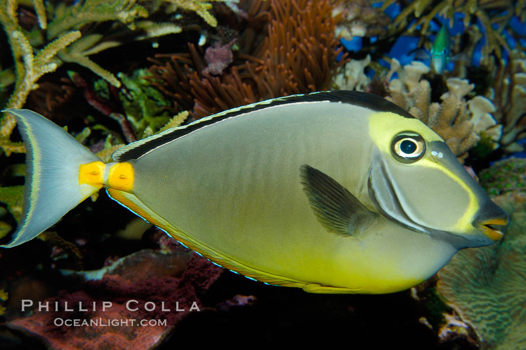 Orangespine unicornfish., Naso lituratus, natural history stock photograph, photo id 10298