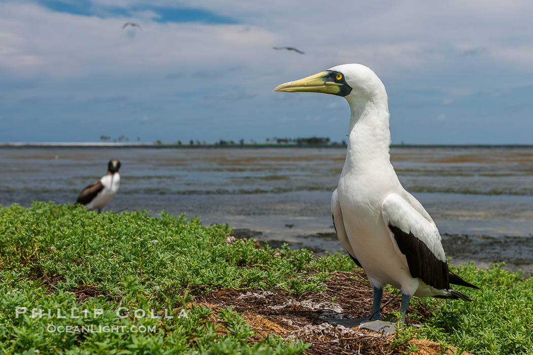 Masked Booby, Clipperton Island., Sula dactylatra, natural history stock photograph, photo id 33092