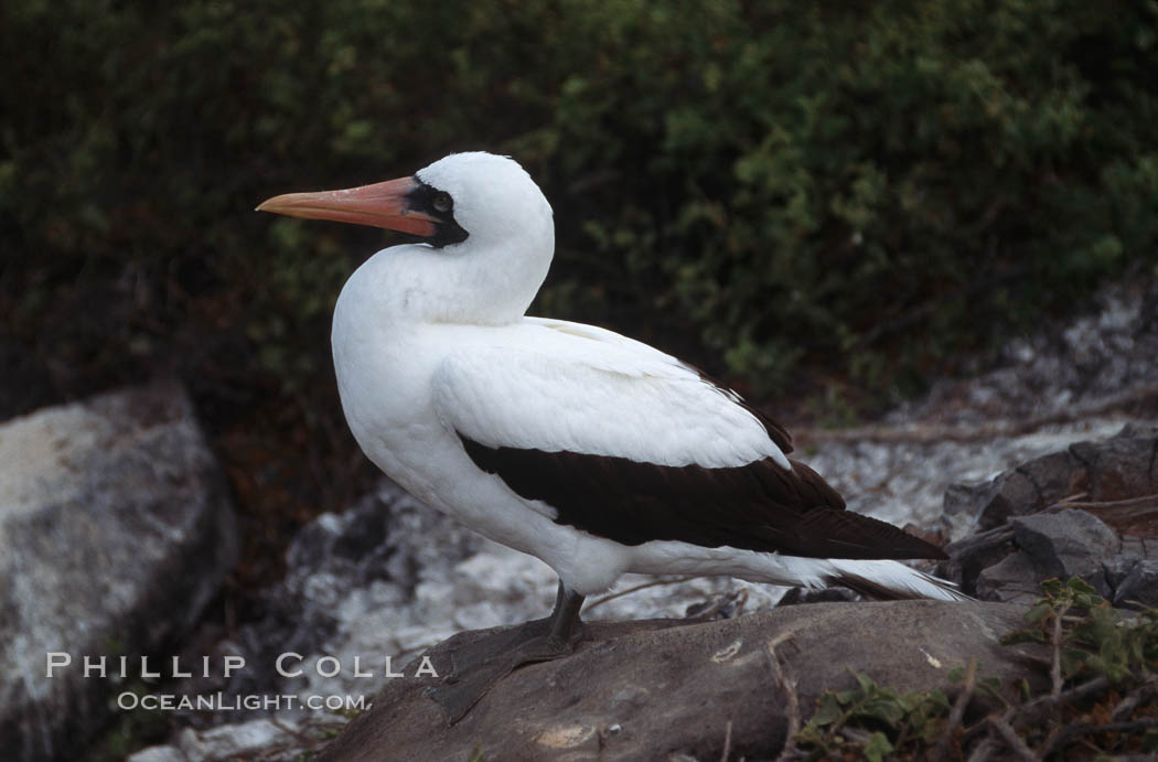 Nazca booby, Punta Suarez. Hood Island, Galapagos Islands, Ecuador, Sula granti, natural history stock photograph, photo id 01762