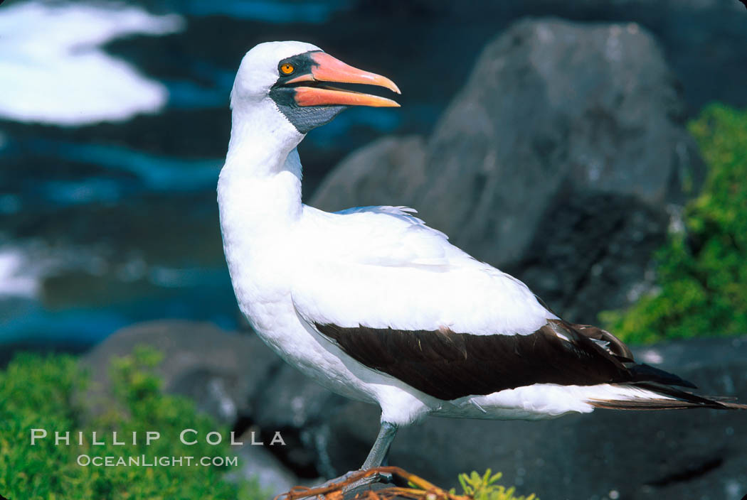 Nazca booby, Punta Suarez. Hood Island, Galapagos Islands, Ecuador, Sula granti, natural history stock photograph, photo id 02282