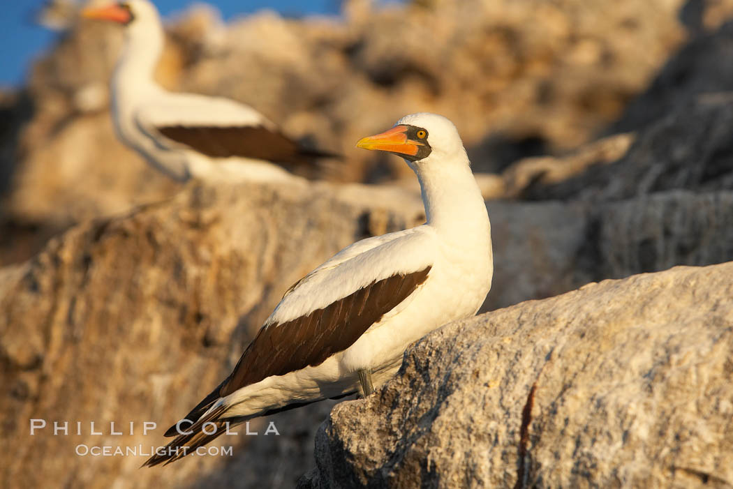 Nazca booby. Wolf Island, Galapagos Islands, Ecuador, Sula granti, natural history stock photograph, photo id 16534