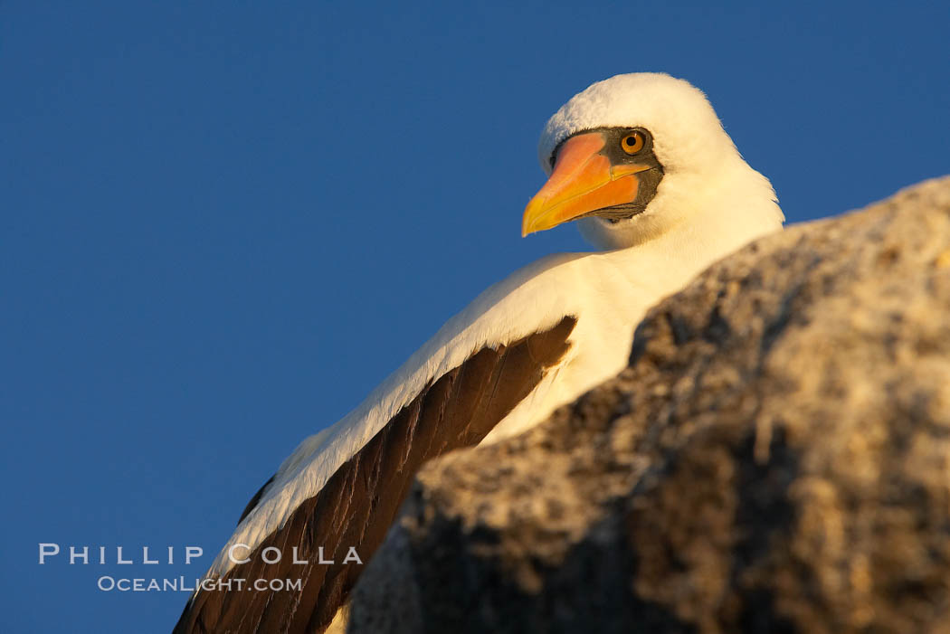 Nazca booby. Wolf Island, Galapagos Islands, Ecuador, Sula granti, natural history stock photograph, photo id 16532