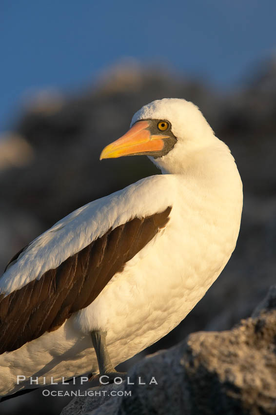 Nazca booby. Wolf Island, Galapagos Islands, Ecuador, Sula granti, natural history stock photograph, photo id 16531