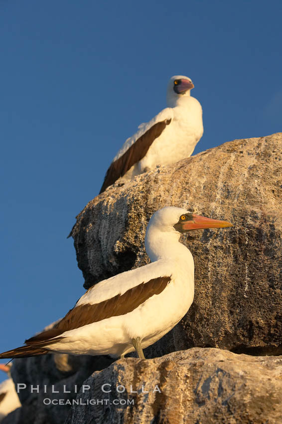 Nazca booby. Wolf Island, Galapagos Islands, Ecuador, Sula granti, natural history stock photograph, photo id 16535