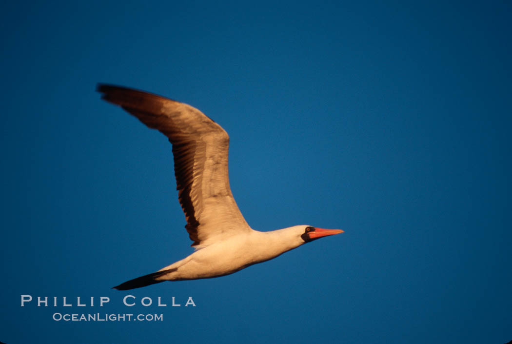 Nazca booby in flight, sunset, Punta Suarez. Hood Island, Galapagos Islands, Ecuador, Sula granti, natural history stock photograph, photo id 01765