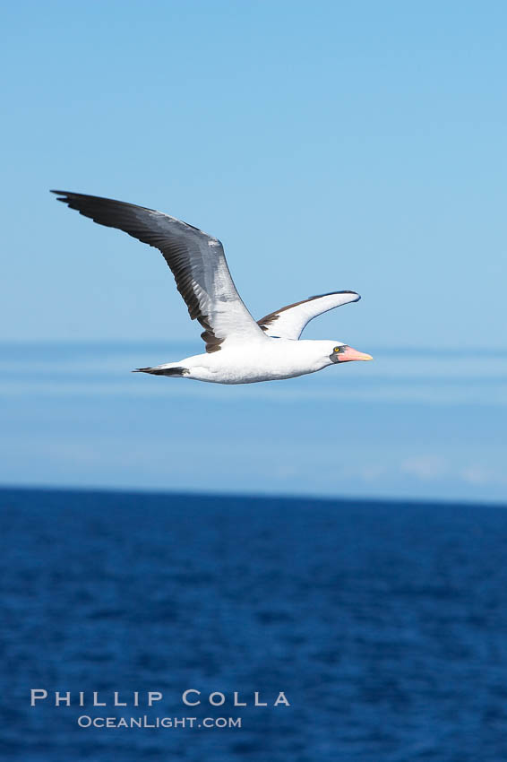 Nazca booby in flight. Wolf Island, Galapagos Islands, Ecuador, Sula granti, natural history stock photograph, photo id 16533