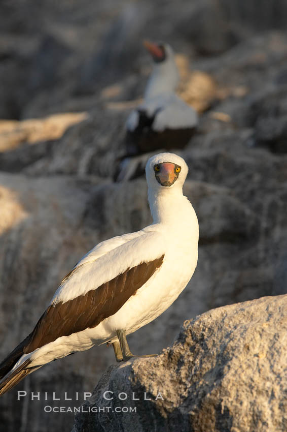 Nazca booby. Wolf Island, Galapagos Islands, Ecuador, Sula granti, natural history stock photograph, photo id 16537