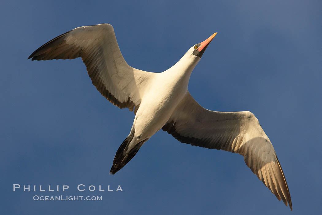 Nazca booby in flight. Wolf Island, Galapagos Islands, Ecuador, Sula granti, natural history stock photograph, photo id 16685