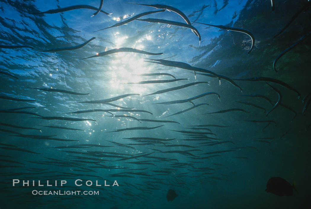 Needlefish school, Los Islotes. Sea of Cortez, La Paz, Baja California, Mexico, natural history stock photograph, photo id 00261