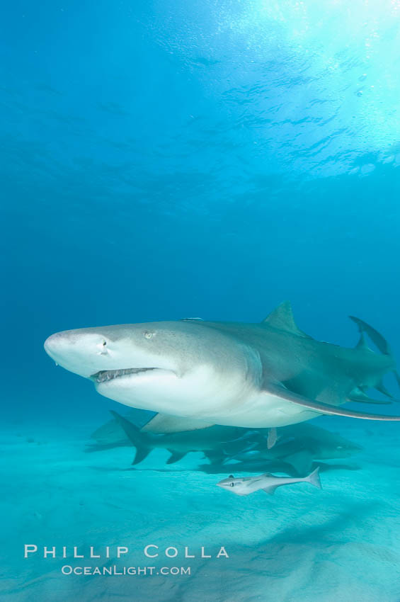 Lemon shark. Bahamas, Negaprion brevirostris, natural history stock photograph, photo id 10758