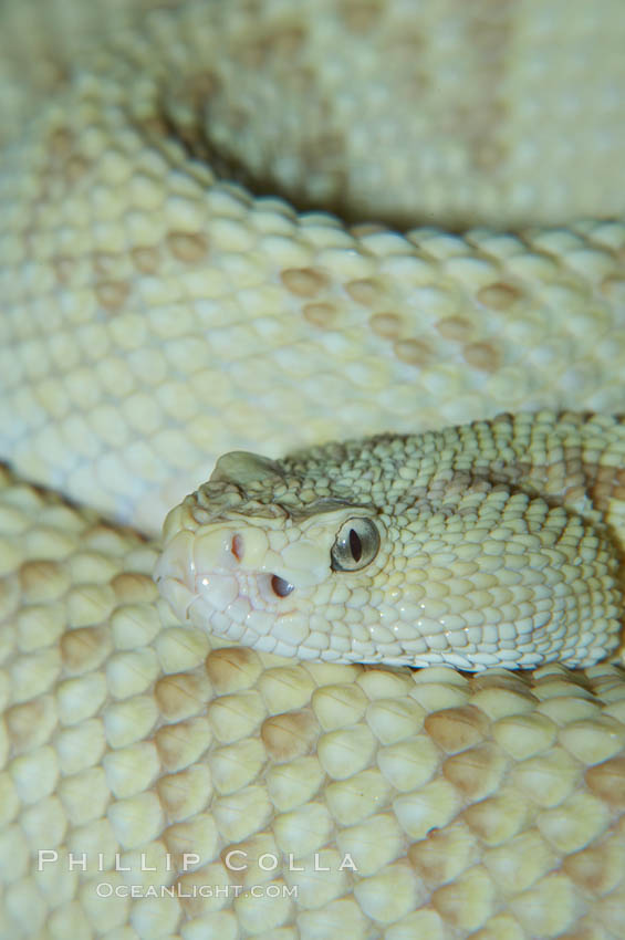 Neotropical rattlesnake., Crotalus durissus, natural history stock photograph, photo id 12566