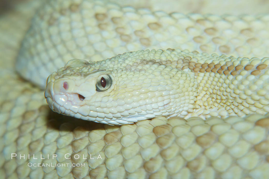 Neotropical rattlesnake., Crotalus durissus, natural history stock photograph, photo id 12563