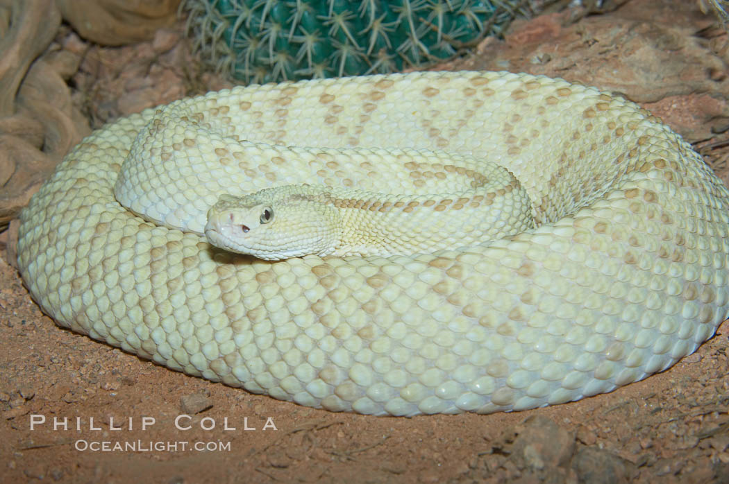 Neotropical rattlesnake., Crotalus durissus, natural history stock photograph, photo id 12561