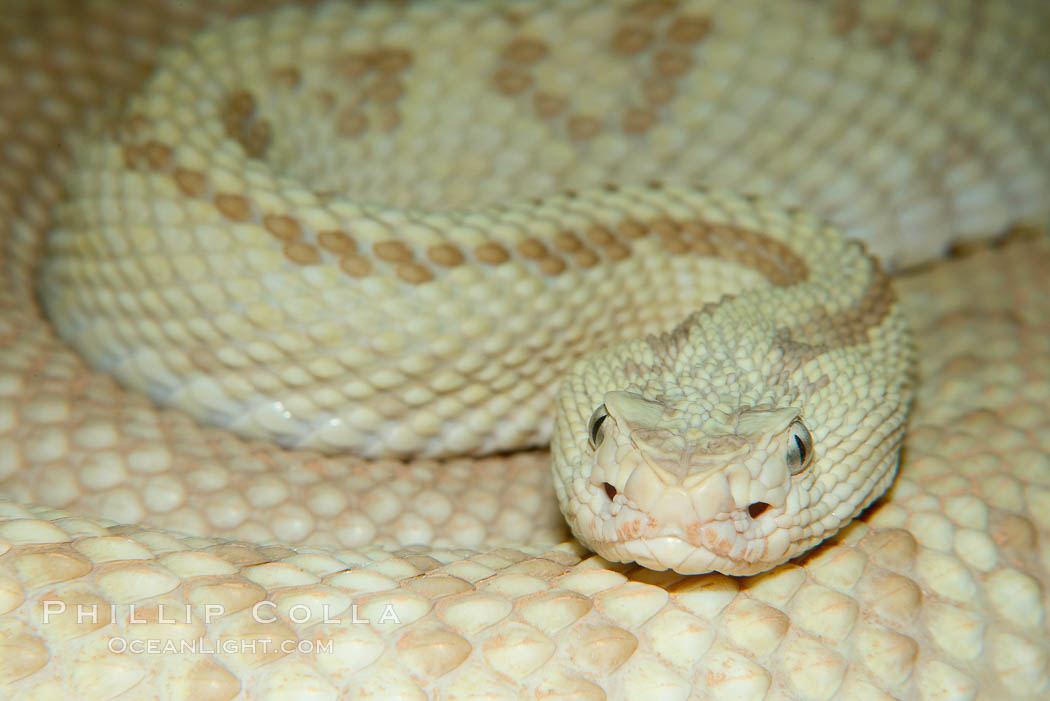Neotropical rattlesnake., Crotalus durissus, natural history stock photograph, photo id 14693