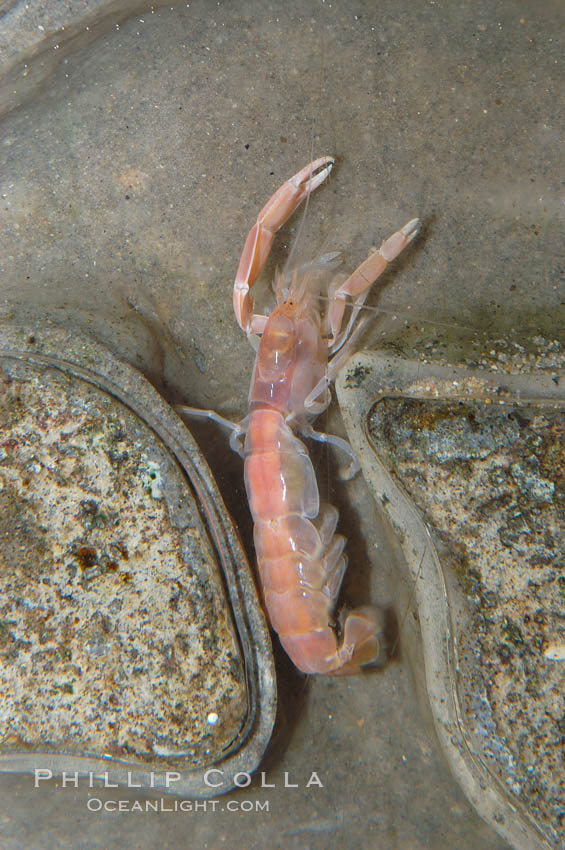 Ghost shrimp, seen in a cross section view of its habitat, an underwater hole., Neotrypaea californiensis, natural history stock photograph, photo id 08930