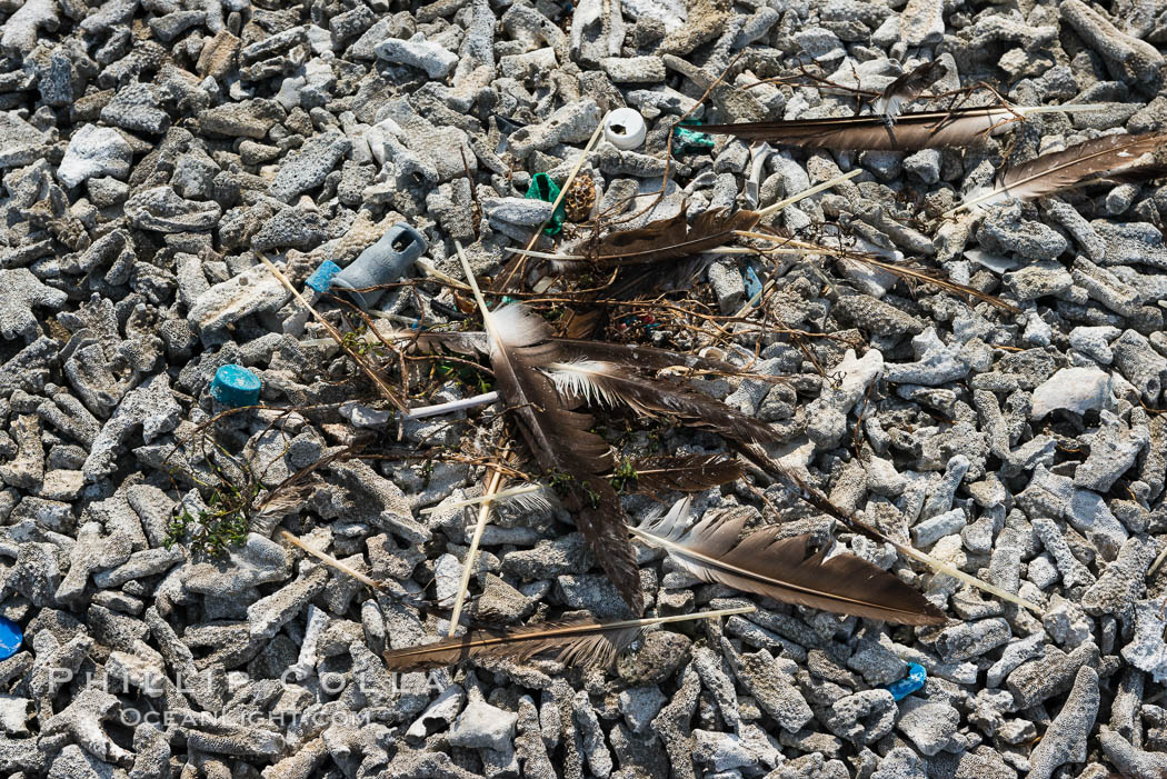Nest composed of feathers and plastic debris, Clipperton Island. France, natural history stock photograph, photo id 33077