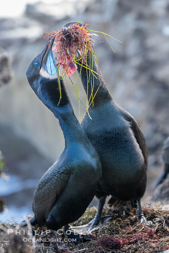 Nesting Pair of Brandt's Cormorants exchanging red algae and surf grass nesting material, on La Jolla Cliffs. California, USA, Phalacrocorax penicillatus, natural history stock photograph, photo id 40871