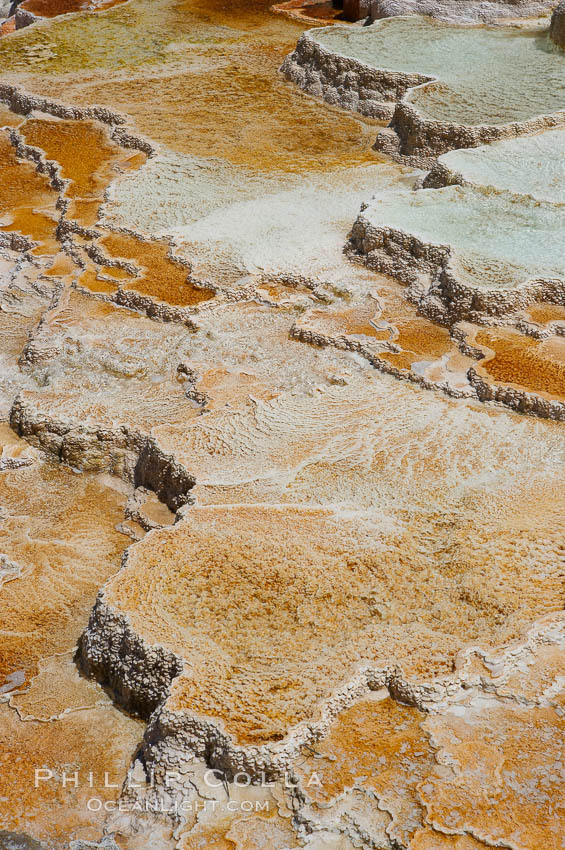 New Blue Spring and its travertine terraces, part of the Mammoth Hot Springs complex. Yellowstone National Park, Wyoming, USA, natural history stock photograph, photo id 13629