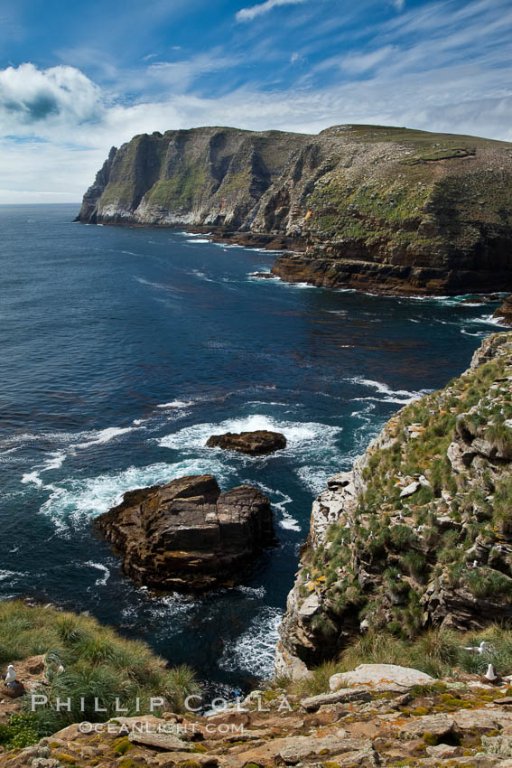 Tall seacliffs overlook the southern Atlantic Ocean, a habitat on which albatross and penguin reside. New Island, Falkland Islands, United Kingdom, natural history stock photograph, photo id 23808