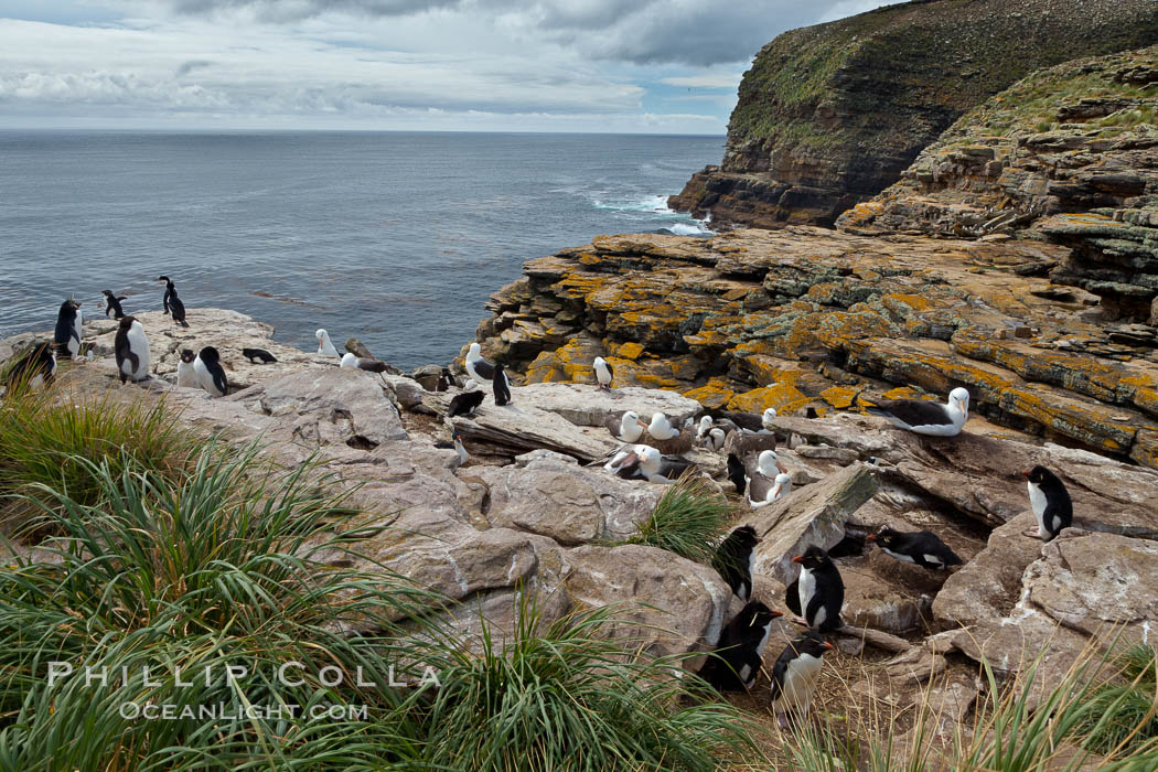 Tall seacliffs overlook the southern Atlantic Ocean, a habitat on which albatross and penguin reside. New Island, Falkland Islands, United Kingdom, natural history stock photograph, photo id 23807