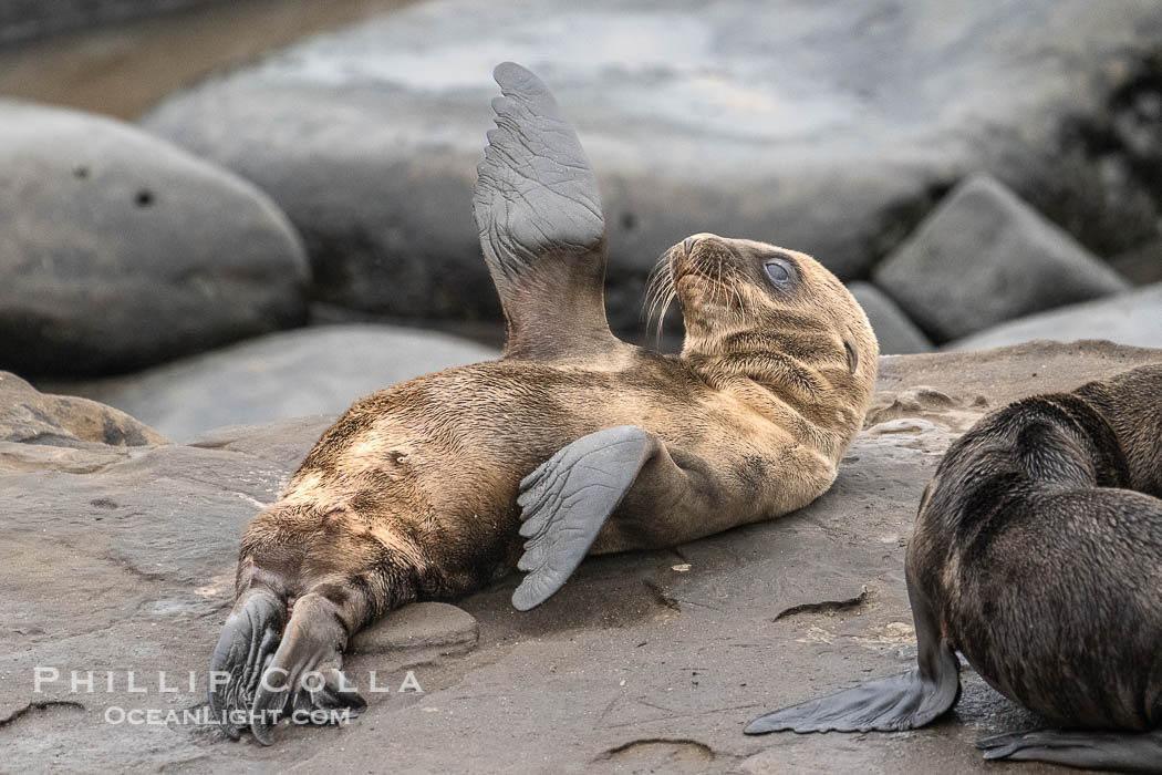 Newborn California Sea Lion Pup in La Jolla. It is thought that most California sea lions are born on June 15 each year. This pup is just a few days old, on the rocks at Point La Jolla. USA, natural history stock photograph, photo id 39386