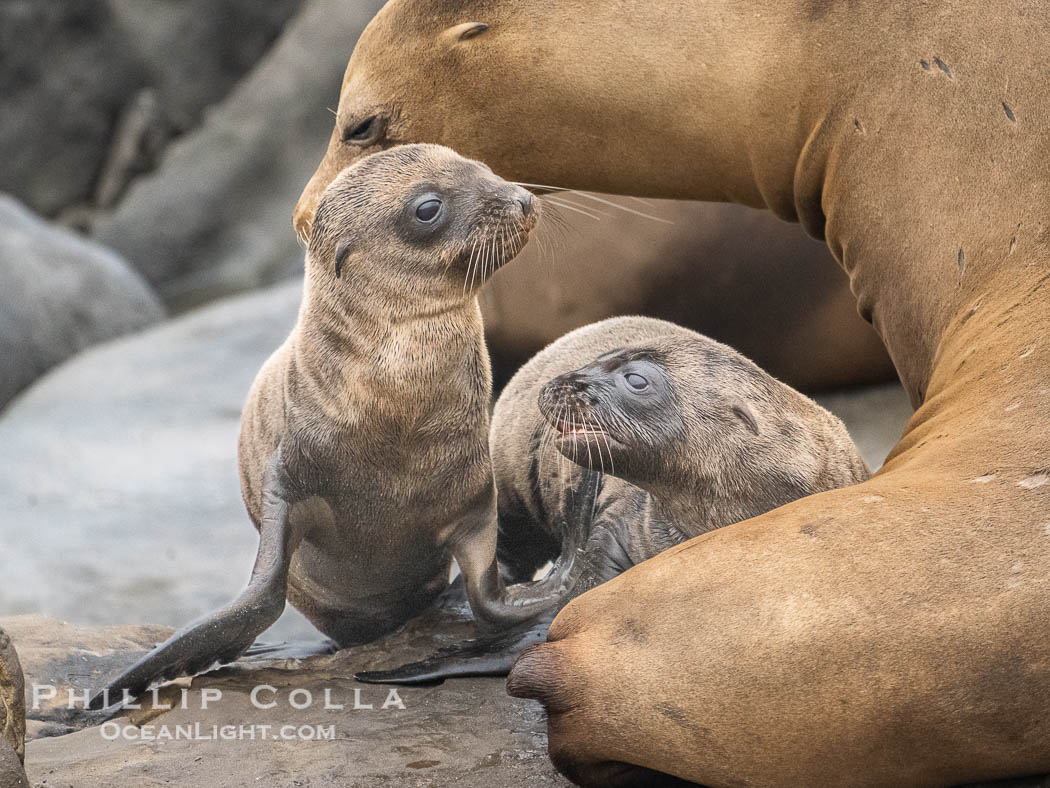 Newborn California sea lion pups in La Jolla. It is thought that most California sea lions are born on June 15 each year. These two pups are just a few days old, on the rocks at Point La Jolla. USA, natural history stock photograph, photo id 39388