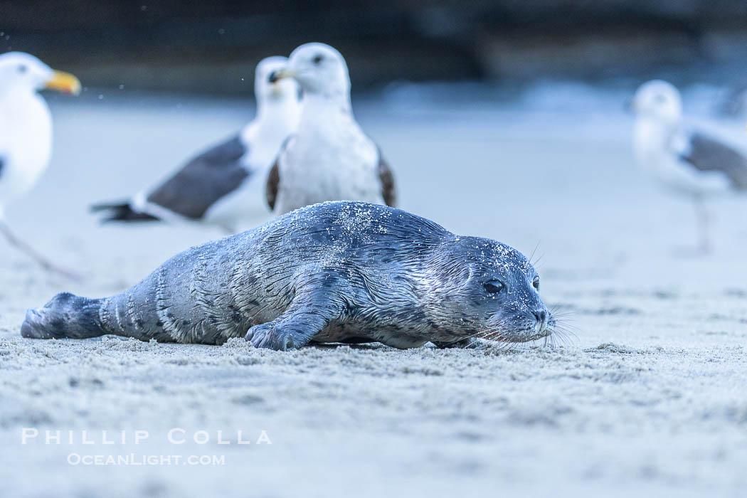 Newborn Harbor Seal Pup and Seagulls on Sand Beach.  Seagulls sometimes pester young seal pups. The pup must stay close to its mother to receive protection, otherwise the young seal may be overwhelmed by a pack of gulls. La Jolla, California, USA, Phoca vitulina richardsi, natural history stock photograph, photo id 39109