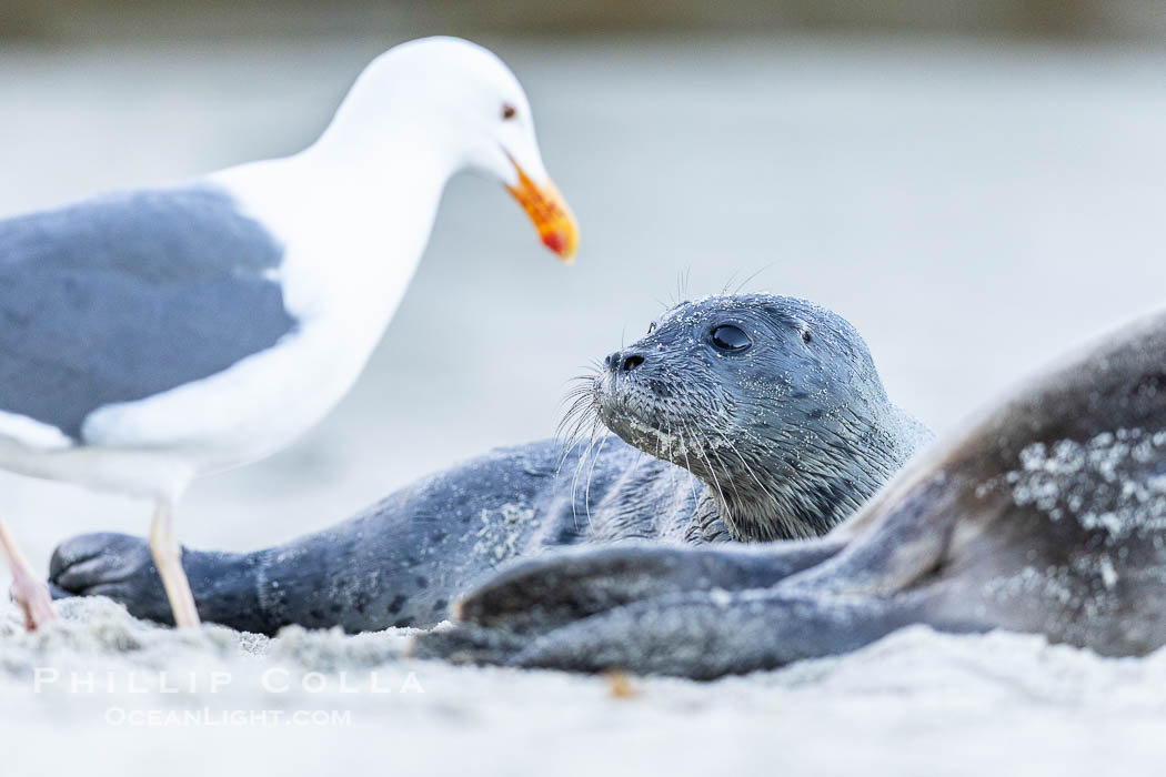 Newborn harbor seal pup watches a Western seagull approach.  The gull is trying to pick at placenta on the sandy beach as the seal pup, born just moments before, watches and tries to understand what is going on. Within an hour of being born, this pup had learned to nurse and had entered the ocean for its first swim, Phoca vitulina richardsi, La Jolla, California