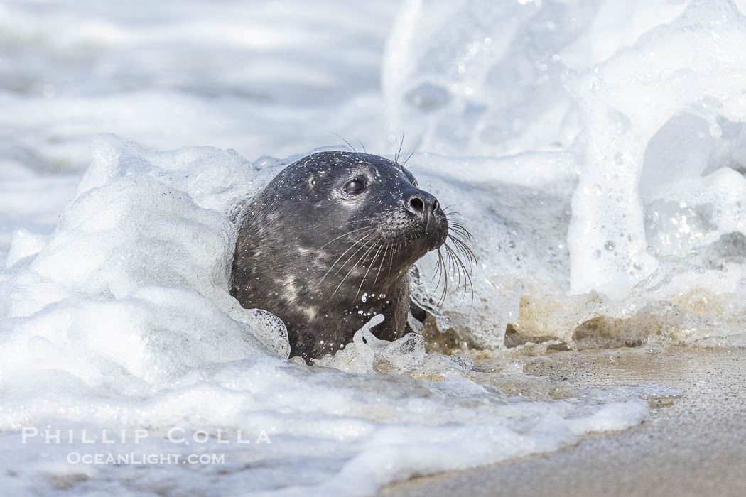 Newborn harbor seal pup just a few minutes old, has already taken to the water to learn to swim and forage. Here it is coming ashore on a sand beach, splashed by small wave as it emerges from the ocean, Phoca vitulina richardsi, La Jolla, California