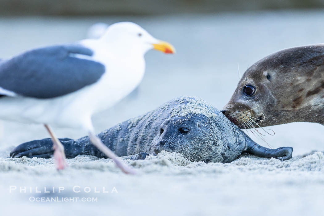 Newborn harbor seal pup is protected by its mother from a seagull. The seagull most likely wants to feed on the placenta, but it may also peck at and injure the pup. The seal mother does a good job of keeping birds off its newborn pup. La Jolla, California, USA, Phoca vitulina richardsi, natural history stock photograph, photo id 39074