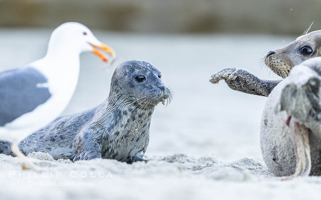 Newborn harbor seal pup is protected by its mother from a seagull. The seagull most likely wants to feed on the placenta, which is still attached to the mother, but it may also peck at and injure the pup. The seal mother does a good job of keeping birds off its newborn pup. Within an hour of being born, this pup had learned to nurse and had entered the ocean for its first swim. La Jolla, California, USA, Phoca vitulina richardsi, natural history stock photograph, photo id 39119